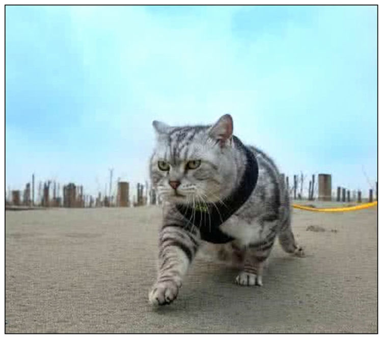 一只猫的动物园 PZ_o-htwhfzs6077485.jpg