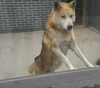 好歹放只哈士奇充狼吧,土狗怎么说的过去?