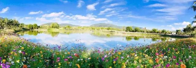 三亚有一片向日葵花海,正惊艳绽放,春节待你而来!