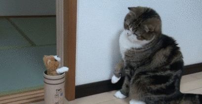 惊讶到劈叉的喵星人!一只粉色肉垫,一只灰色的肉垫,太可爱了叭!