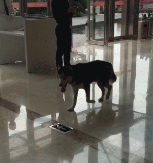 二哈进售楼处,吹着空调溜冰玩