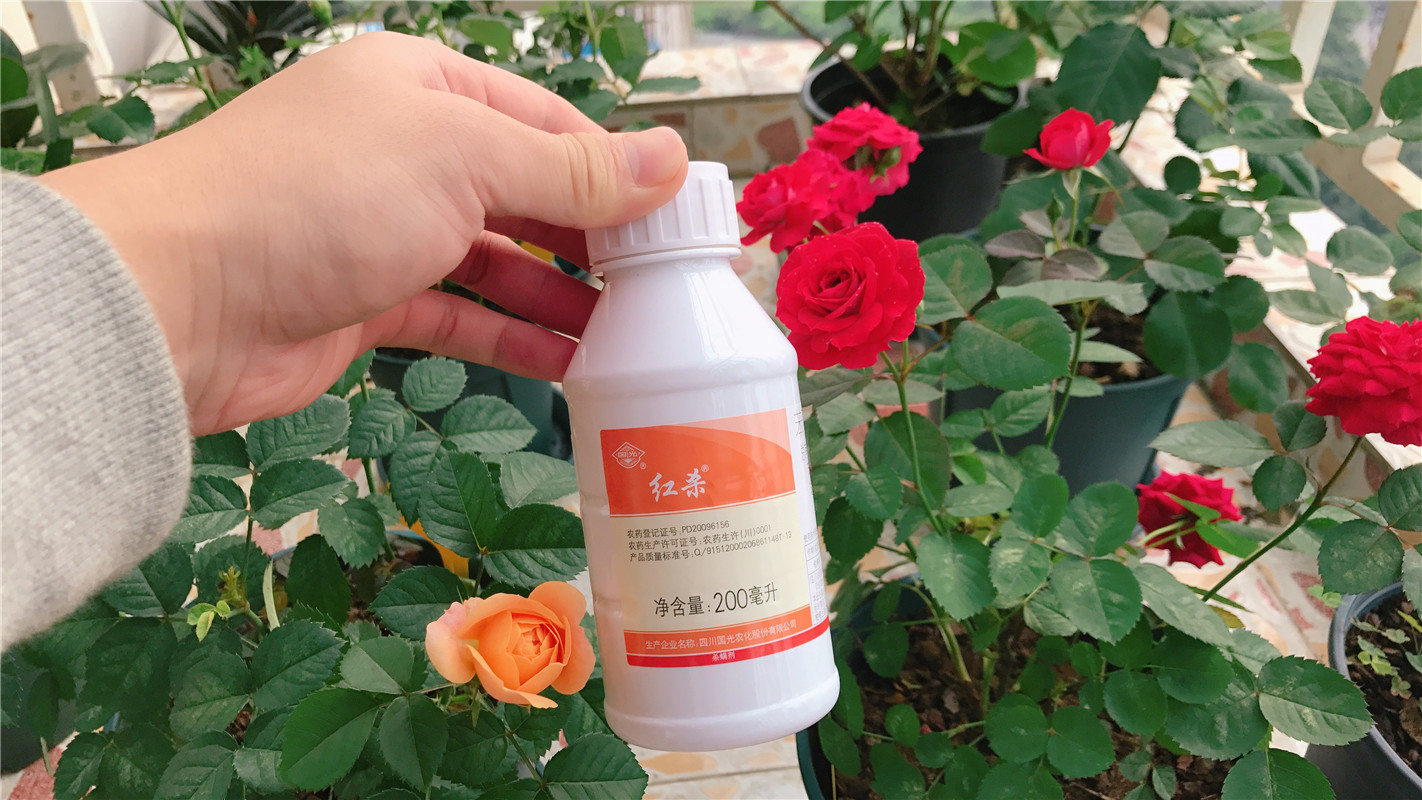 护花使者:月季红蜘蛛,2种药"伺候,同是天涯"杀红人!