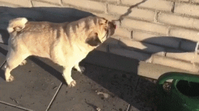 搞笑gif:技术性搞笑,呵呵