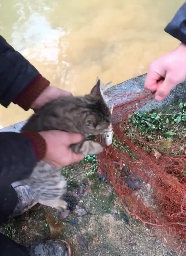 猫咪紧抓网要吃鱼，被主人拉开，结果收获另一波惊喜！