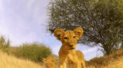 大胆柴柴把喵星人当枕头表情十分享受,只不过枕头看起来不开森咯