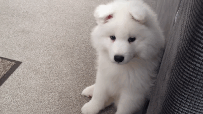 壁纸 动物 狗 狗狗 400_224 gif 动态图 动图