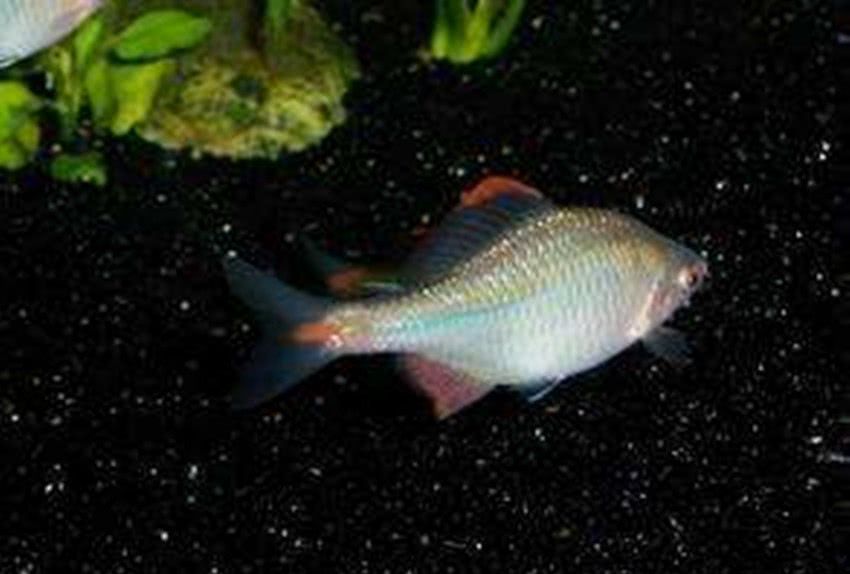 为什么说动物医学乐竞体育- 乐竞体育官方网站- 乐竞体育APP专业坑死我了