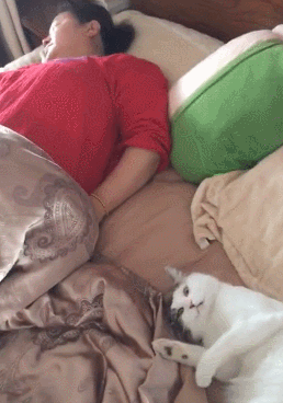 (宠物猫) 猫咪刚刚从睡梦中醒来,睁开自己迷离的小眼神,抻抻自己的小