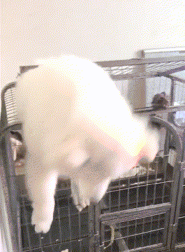 可眼看就要成功了,下一秒,铲屎官就看见了这家伙的糗样了:居然挂在