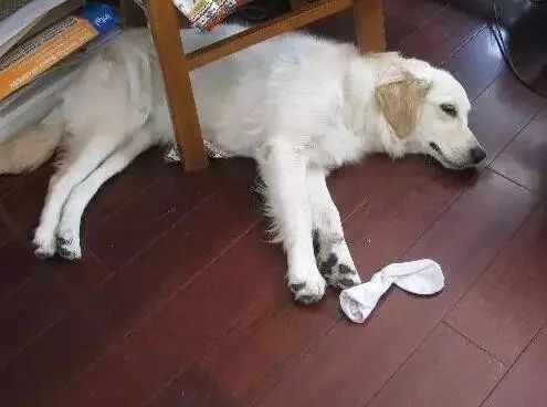 一条引人深思的话题 狗狗白天自己在家都吃了啥 狗狗 球球 话题 新浪新闻