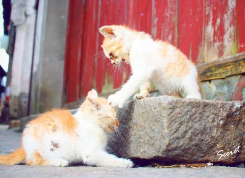 一波小奶猫打架的图,奶凶奶凶的,就问你怕不怕
