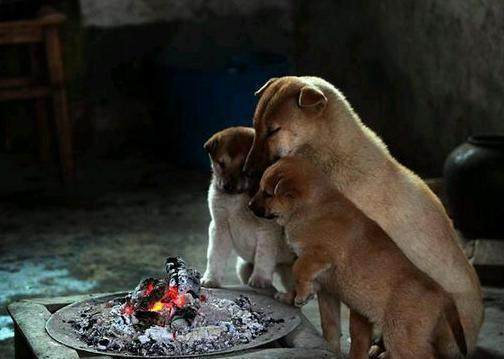 中华田园犬才是最牛的品种！看完这十张照片你就知道了！