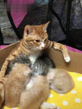 猫妈喂奶姿势太霸气，猫妈：等把这几个小崽子喂大，我就去绝育！