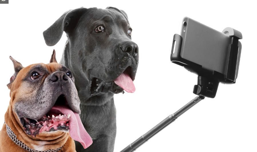 动物的自拍照,超级搞笑,看了让你哈哈大笑