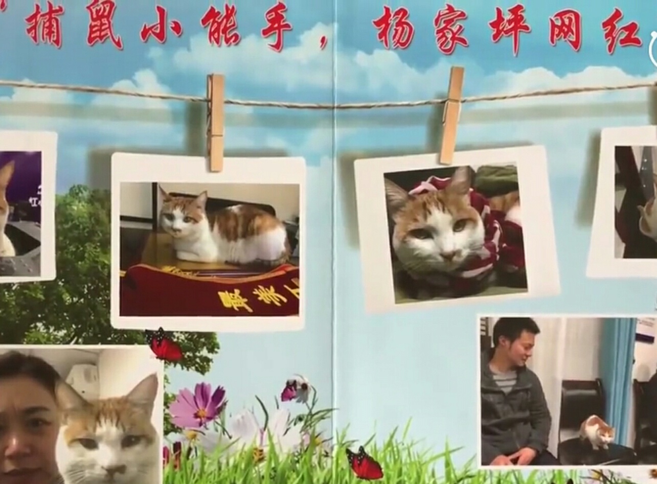 主业抓鼠兼职当调解员 这个工商所的“公务猫”了解一下？