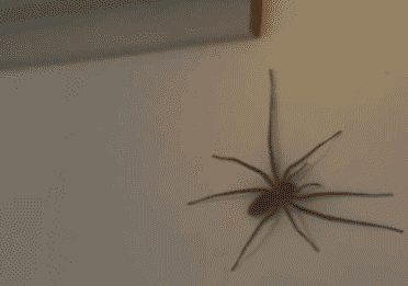 爆笑gif图:司机喝醉酒了吗?