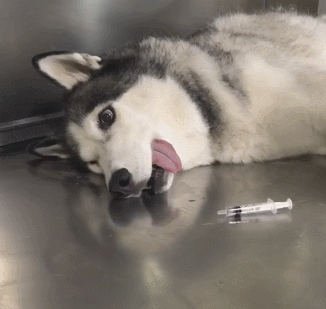 壁纸 动物 狗 狗狗 326_309 gif 动态图 动图