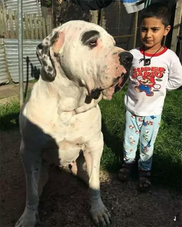 终极杀戮机器库达犬猛犬中的战斗犬