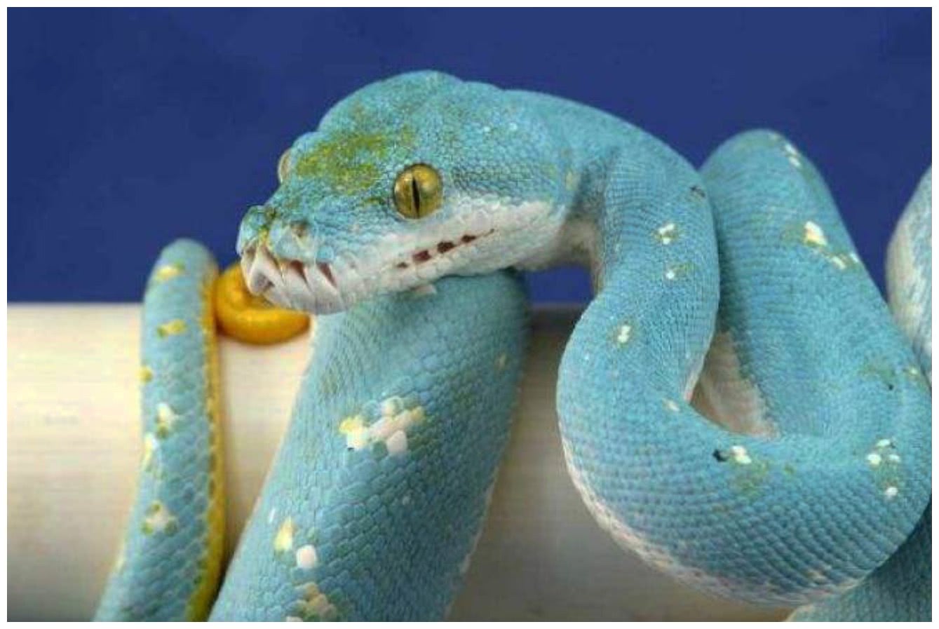 别小看这种蓝色的蛇,一条价值堪比豪宅,摇号也难买到|绿树|蓝色|摇号_新浪网