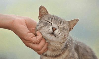 猫的咕噜声是什么原理_咕噜子药是什么东西