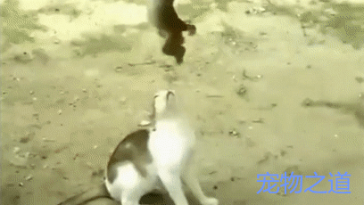 猫咪遇到手贱小猴子,被欺负成这样,脾气再好的猫咪也怒了