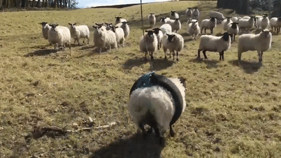 绵羊:我跑了一天,怎么还在原地?网友:你跑成羊肉干也出不去吧