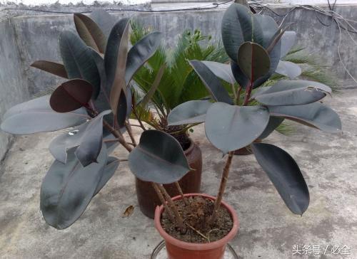 怎么抑制橡皮树生长?!