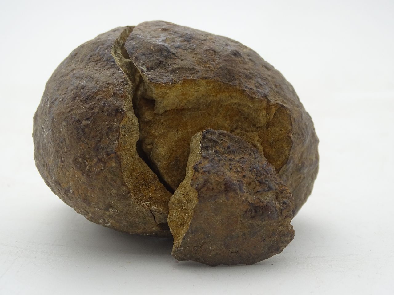 贵州瑞麟拍卖有限公司珍贵的古生物化石
