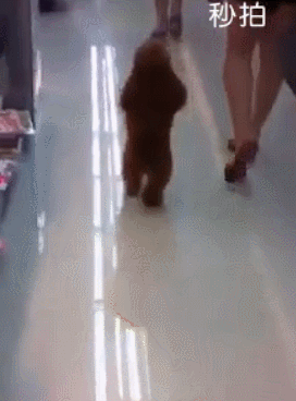 看这高兴劲,蹦蹦跳跳的,你是多久没见过美女了,这么匪奋的.