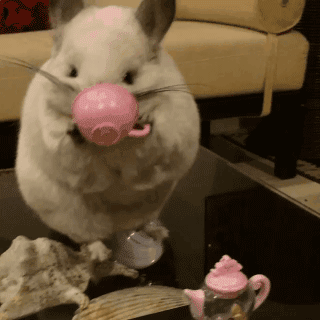壁纸 动物 狗 狗狗 320_320 gif 动态图 动图