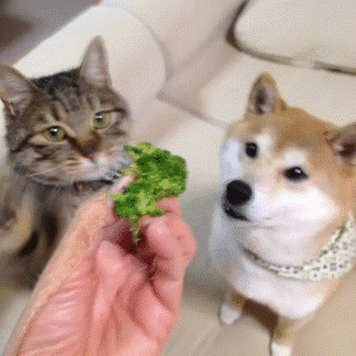 猫咪和狗子谁更爱吃醋?这些画面笑死人了!