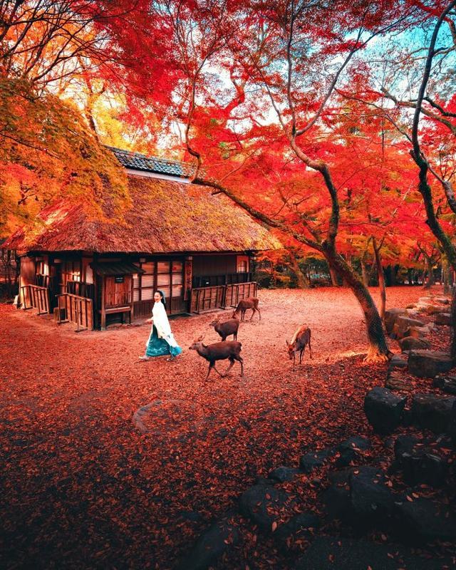 真实的色彩没那么美,不过枫叶还是真的,大阪,京都,东京,千叶等地的