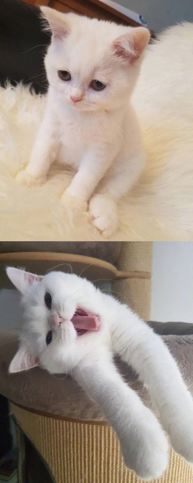 壁纸 动物 狗 狗狗 猫 猫咪 小猫 桌面 640_1601 竖版 竖屏 手机