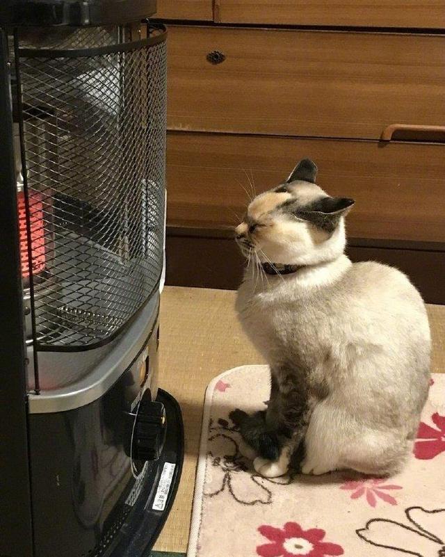 小猫趴暖气片,暖炉旁等等,现在为了可爱的它们不再受冷 特别声明