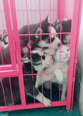 一堆哈士奇跟猫关在笼子里场面让人哭笑不得喵快放我出去