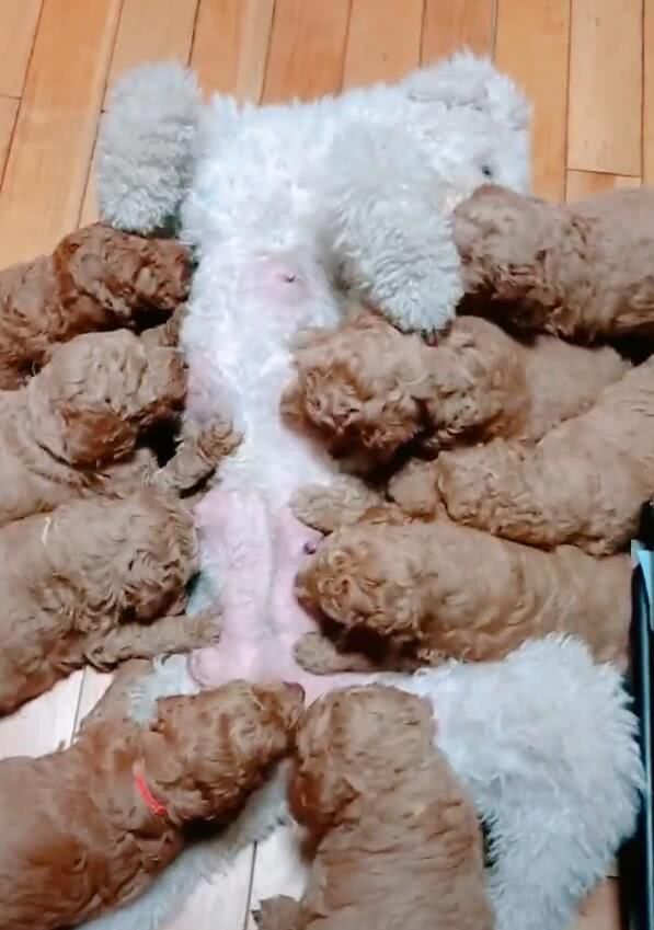 泰迪们抢奶喝狗妈妈生无可恋仔细一瞧全部随爸
