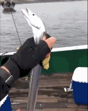 为什么没见过活带鱼,菜市场都是冷冻带鱼?渔民:活的,你吃不起