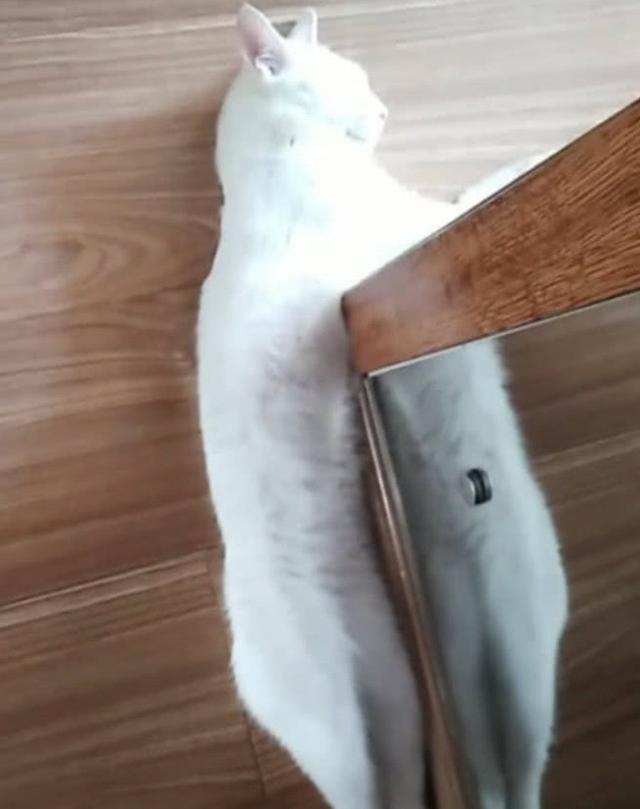 猫咪强行霸占猴子地盘,结果被猴子一招打怂,场