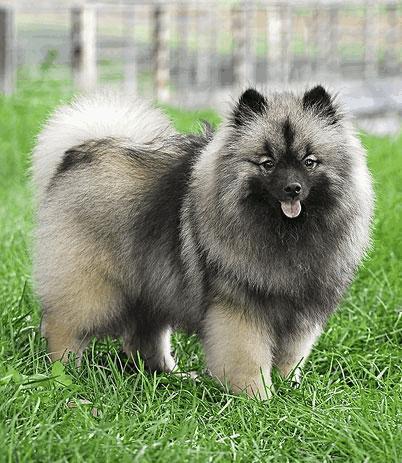 荷兰毛狮犬一名优秀警卫犬,被视为“人民之犬”!