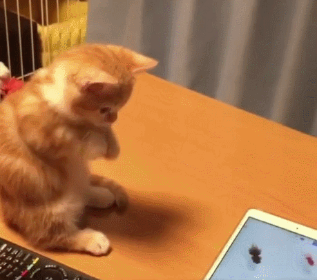 蠢萌橘猫面向平板里小鱼虔诚跪拜:小鱼小鱼~请游到我肚里来!