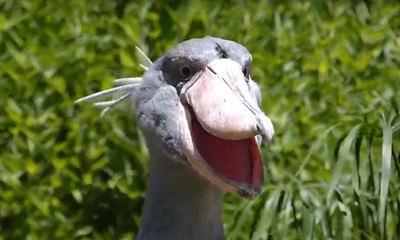 游客夸鲸头鹳长得帅,这货一脸诡异笑个没完:真TM有眼光!