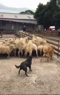 搞笑gif:一鞭表真心,后遗症,耳聋,耳鸣,耳震