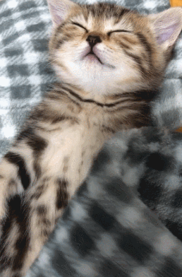 壁纸 动物 猫 猫咪 小猫 桌面 258_392 竖版 竖屏 手机 gif 动态图