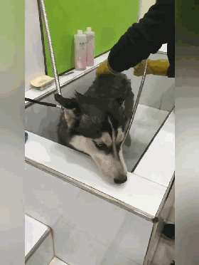 深夜警车启动,司机竟是二哈:这货冒充警犬不说,还想偷