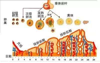 泰国试管婴儿：子宫内膜的厚度有什么定义？