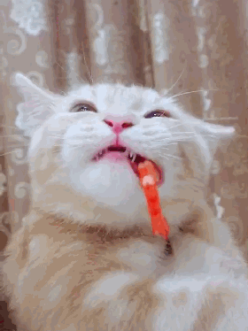 壁纸 动物 猫 猫咪 小猫 桌面 280_374 竖版 竖屏 手机 gif 动态图 动