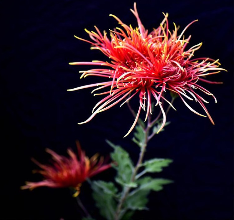 北京旅游观花赏景必去之地 慧田合作社食用菊