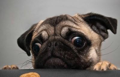 巴哥犬好养吗?养八哥犬时注意这几点,教你养出健康的八哥犬