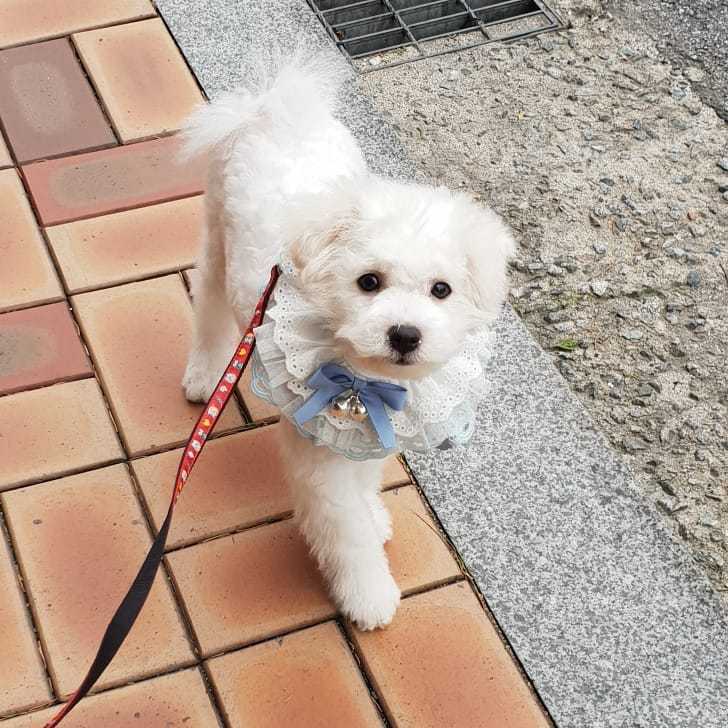 如何让自己的情侣和狗狗之间建立起感情？从这三方面开始努力吧！