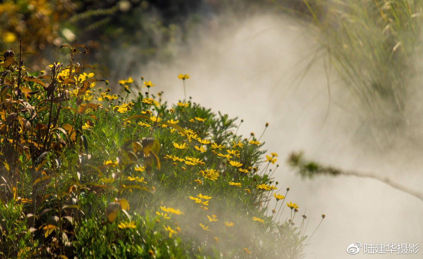 立秋 夏的綠蔭中飄落的一首詩(shī)